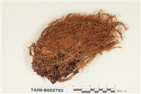 藏品(珠苔科)的圖片